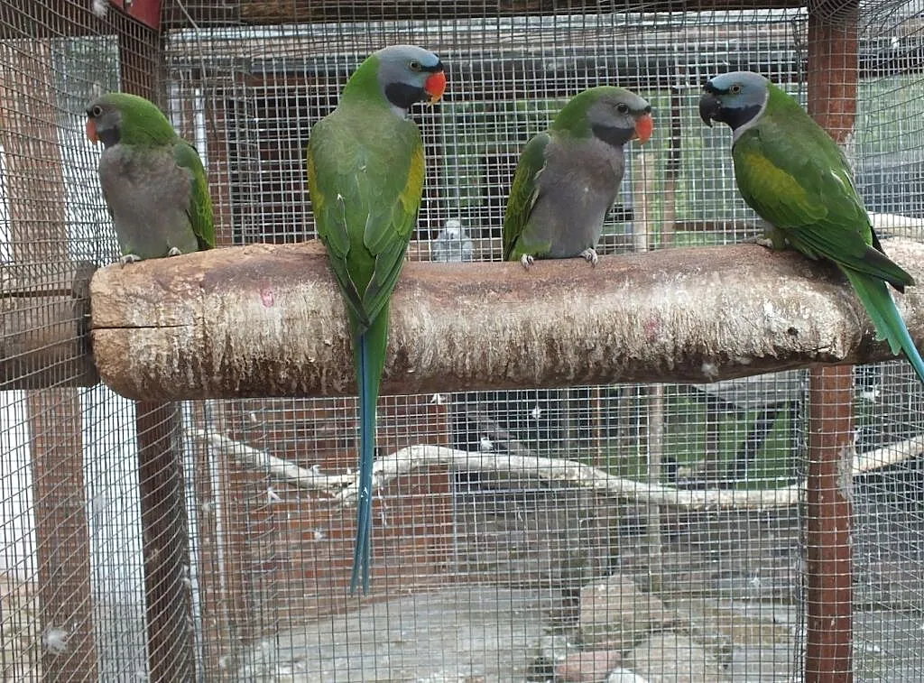 Aleksandretty Chińskie 2019r., , Barcin
