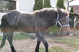 Sprzedam ogierka pół perszeron