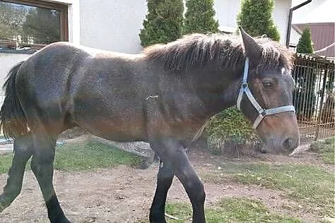 Sprzedam ogierka pół perszeron, Podkarpackie, Janowiec