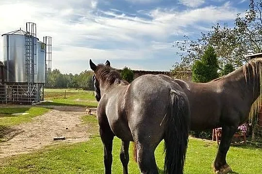 Sprzedam ogierka pół perszeron, Podkarpackie, Janowiec