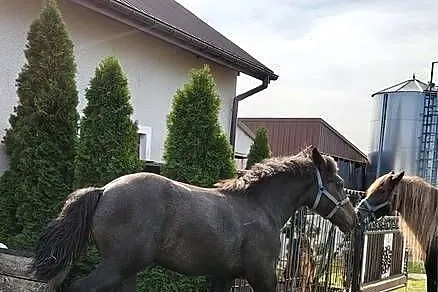 Sprzedam ogierka pół perszeron, Podkarpackie, Janowiec