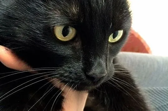 Mirra