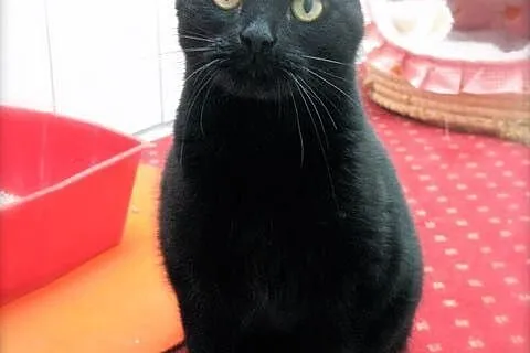 Mirra