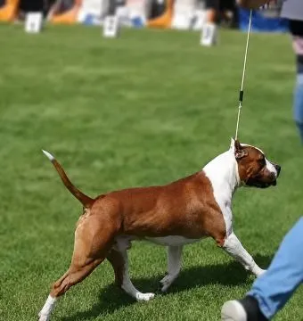 American Staffordshire Terrier piękne zarejestrowane szczenięta na sprzedaż, Mazowieckie, Warszawa