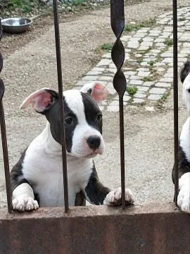 American Staffordshire Terrier piękne zarejestrowane szczenięta na sprzedaż, Mazowieckie, Warszawa