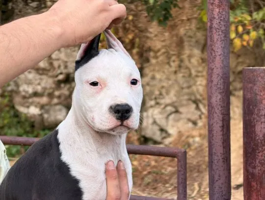 American Staffordshire Terrier piękne zarejestrowane szczenięta na sprzedaż, Mazowieckie, Warszawa