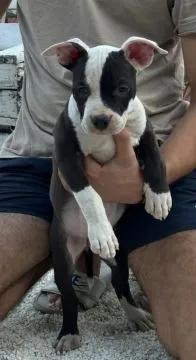 American Staffordshire Terrier piękne zarejestrowane szczenięta na sprzedaż, Mazowieckie, Warszawa