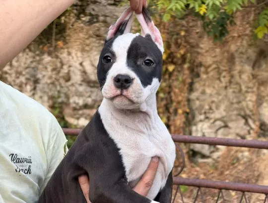 American Staffordshire Terrier piękne zarejestrowane szczenięta na sprzedaż