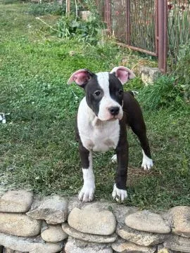 American Staffordshire Terrier piękne zarejestrowane szczenięta na sprzedaż, Mazowieckie, Warszawa