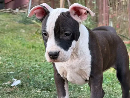 American Staffordshire Terrier piękne zarejestrowane szczenięta na sprzedaż, Mazowieckie, Warszawa