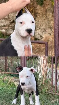 American Staffordshire Terrier piękne zarejestrowane szczenięta na sprzedaż, Mazowieckie, Warszawa