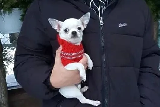 Chihuahua Cziłała cudny biały piesek Dyzio