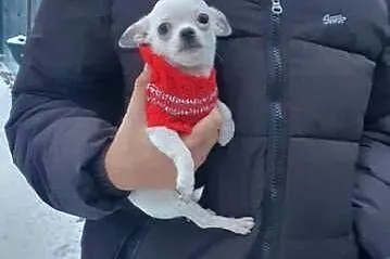Chihuahua Cziłała cudny biały piesek Dyzio, Śląskie, Częstochowa