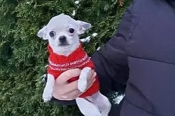 Chihuahua Cziłała cudny biały piesek Dyzio, Śląskie, Częstochowa