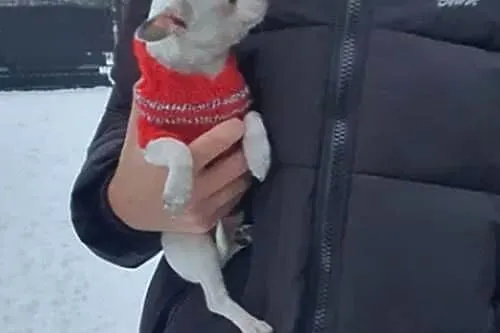 Chihuahua Cziłała cudny biały piesek Dyzio, Śląskie, Częstochowa
