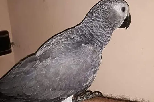 Żako ręcznie karmiona samica, Śląskie, Wodzisław Śląski