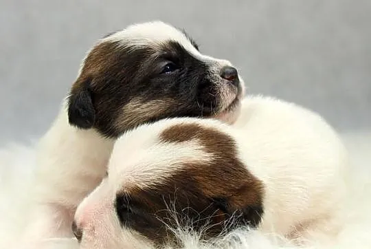 Jack Russell Terrier- szorstkie sunie po Championi