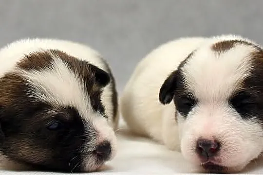 Jack Russell Terrier- szorstkie sunie po Championi