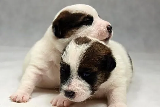 Jack Russell Terrier- szorstkie sunie po Championi
