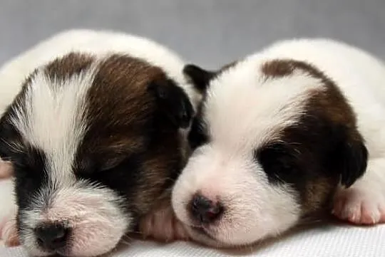 Jack Russell Terrier- szorstkie sunie po Championi