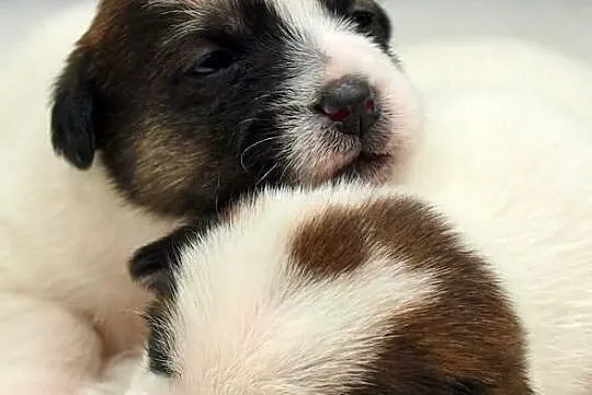 Jack Russell Terrier- szorstkie sunie po Championi