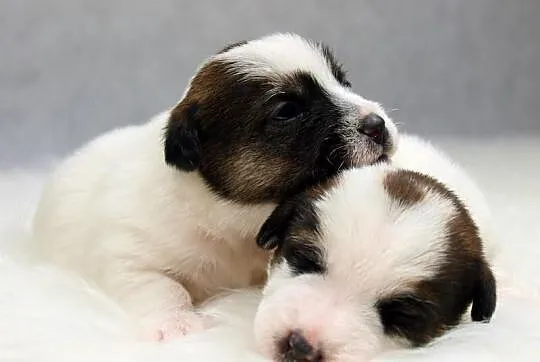 Jack Russell Terrier- szorstkie sunie po Championi