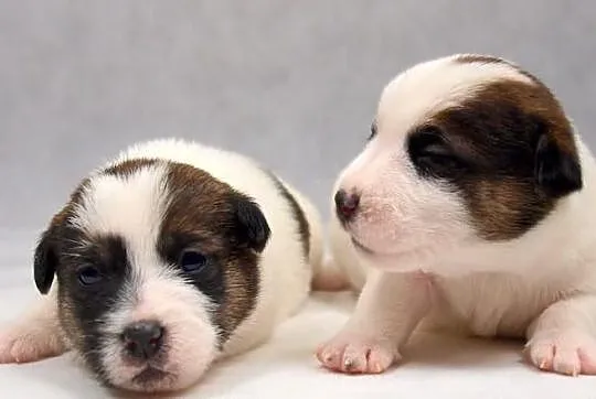 Jack Russell Terrier- szorstkie sunie po Championi