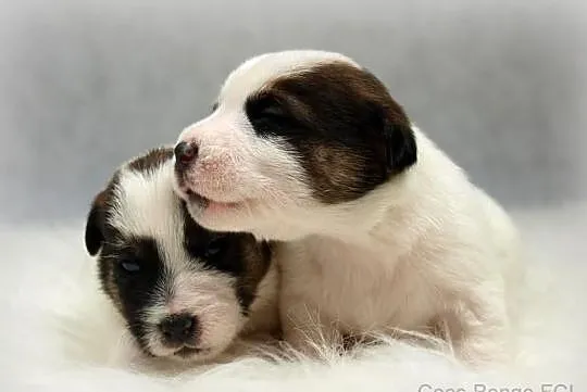 Jack Russell Terrier- szorstkie sunie po Championi