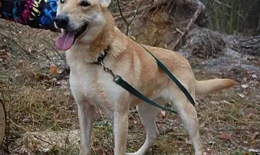 Szona od 8 lat czeka w schronisku na nowy domek da