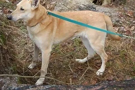 Szona od 8 lat czeka w schronisku na nowy domek da