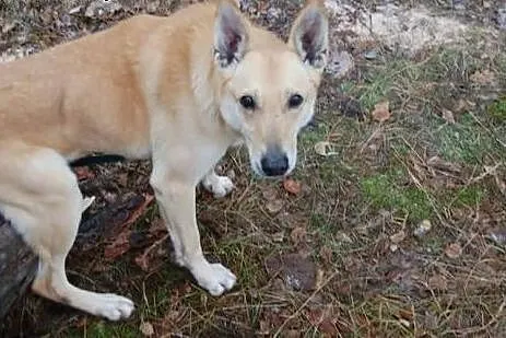 Szona od 8 lat czeka w schronisku na nowy domek da