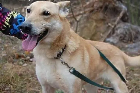Szona od 8 lat czeka w schronisku na nowy domek da
