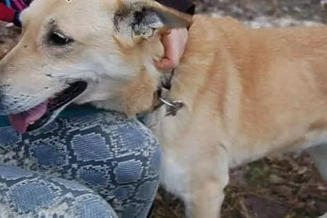 Szona od 8 lat czeka w schronisku na nowy domek da