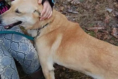 Szona od 8 lat czeka w schronisku na nowy domek da