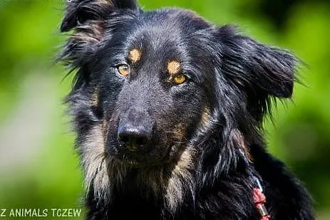 OTOZ Animals - Lupo - śliczny młodziak z dłuższym 