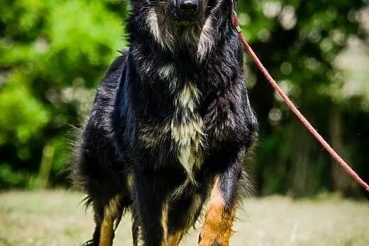 OTOZ Animals - Lupo - śliczny młodziak z dłuższym 