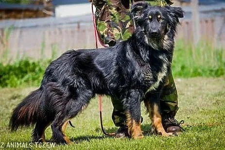 OTOZ Animals - Lupo - śliczny młodziak z dłuższym 