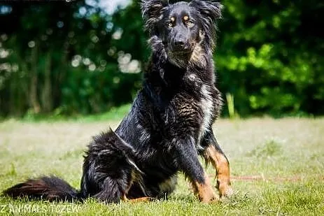 OTOZ Animals - Lupo - śliczny młodziak z dłuższym 