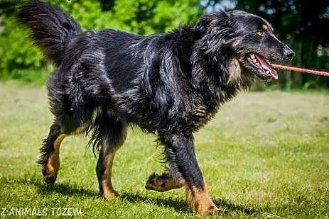 OTOZ Animals - Lupo - śliczny młodziak z dłuższym 