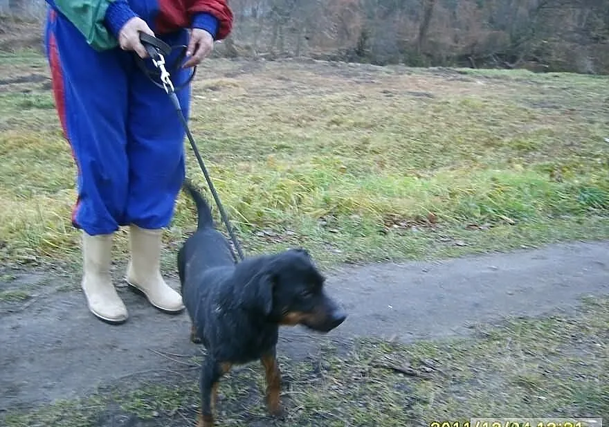 Jamnikowaty, energiczny, młodzutki Cerber wciąż w