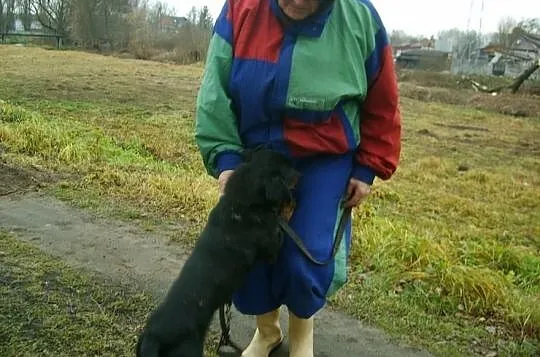 Jamnikowaty, energiczny, młodzutki Cerber wciąż w 