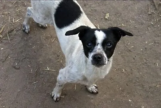 Neska szuka nowego domu