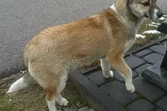Milcia - 8 kg słodyczy poszukuje domu,  mazowiecki
