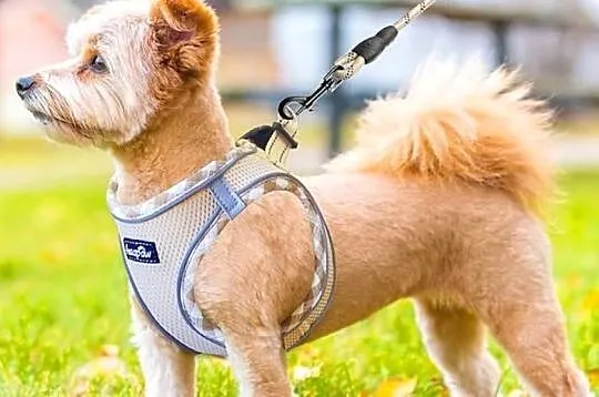 Uprząż na rzep ze smyczą 1.5m beżowa M (g8), Wielkopolskie, Września