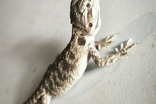 Agama brodata młoda, Dolnośląskie, Wałbrzych