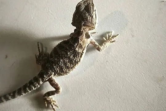Agama brodata młoda, Dolnośląskie, Wałbrzych