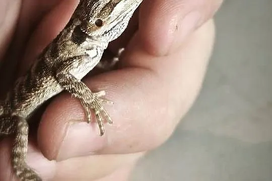 Agama brodata młoda, Dolnośląskie, Wałbrzych