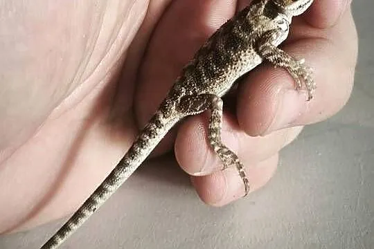 Agama brodata młoda, Dolnośląskie, Wałbrzych