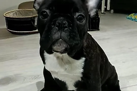 Buldog Francuski Szczenięta