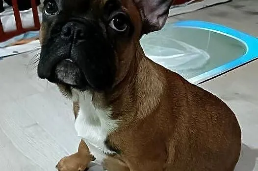 Buldog Francuski Szczenięta, Łódzkie, Moszczenica